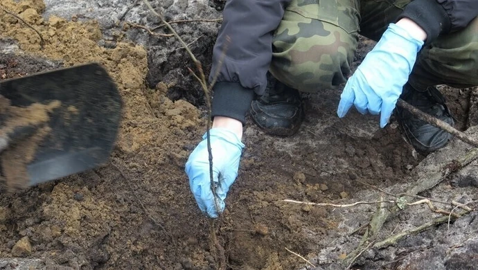 Odbierz darmową sadzonkę od leśników