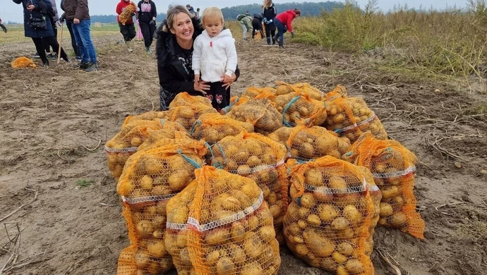 Wykopali ponad tonę ziemniaków