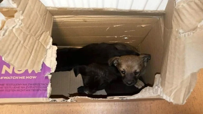 Kto porzucił szczenięta w lesie?