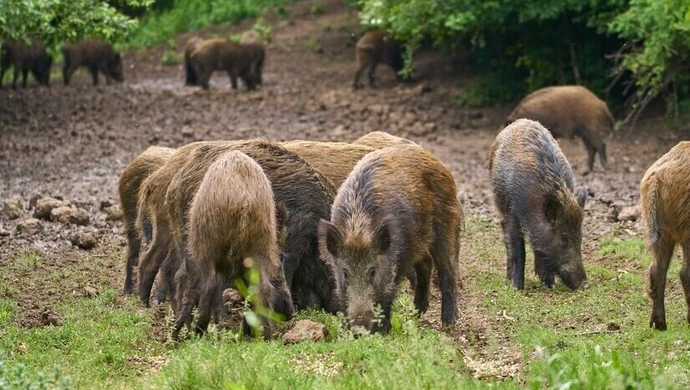 Zbliża się odstrzał dzików