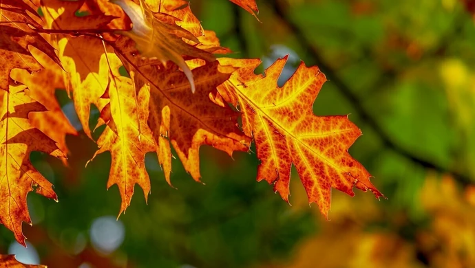 Miła niespodzianka w pogodzie