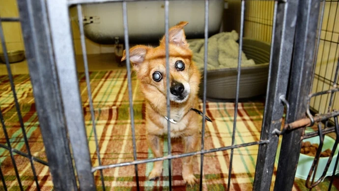 Znajdź przyjaciela na całe życie. Piotrkowskie schronisko zaprasza na Dzień Otwarty