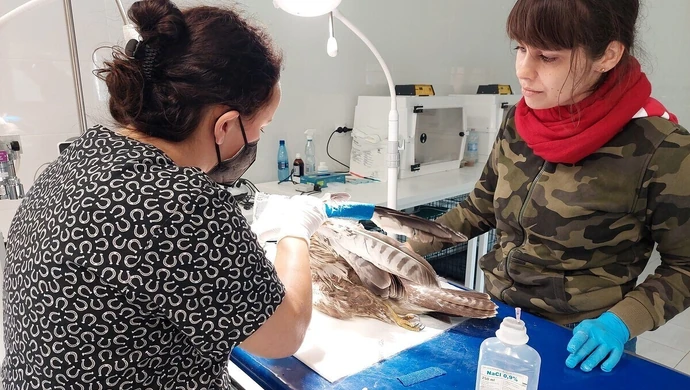 Ratowali rannego myszołowa