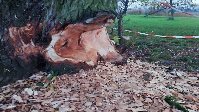 Bobry wyrządzają szkody przy Słoneczku