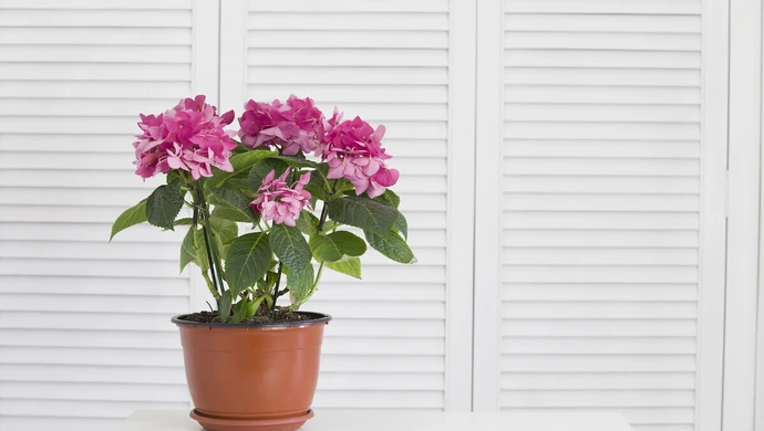 Żaluzje bambusowe a wilgoć - czy będzie to trwałe rozwiązanie do łazienki?