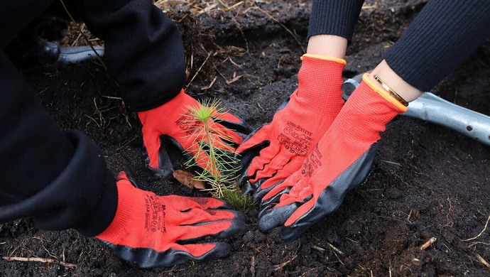 Focus Mall posadzi dwa tysiące drzew &#8211; dołącz do akcji!