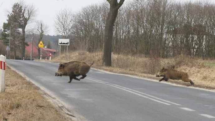 Policjanci apelują: Uważajmy na zwierzęta!