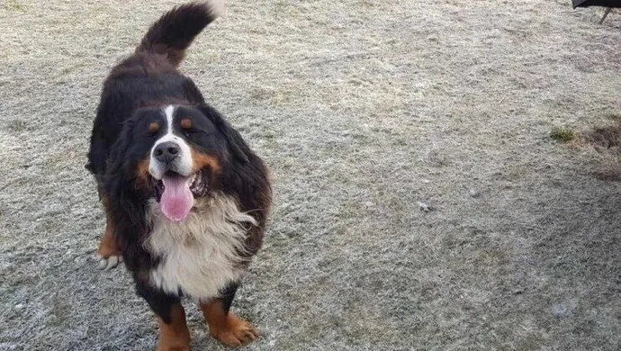 Zimą pamiętajmy także o zwierzętach