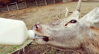 Uratowali tysiąc zwierząt