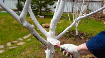 Dlaczego i czym zabezpieczać korę drzew przed pękaniem?