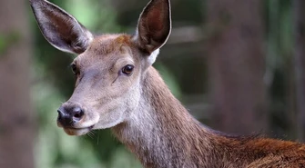 Co zrobić, gdy potrącimy dzikie zwierzę?