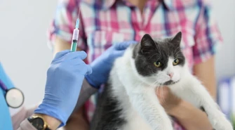 Czy grozi nam epidemia wścieklizny?