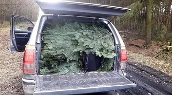 Złodzieje jodły złapani na gorącym uczynku