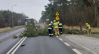 Strażacy usuwali drzewa z "dwunastki"