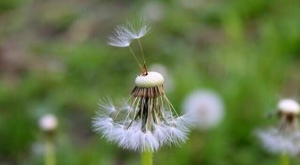 Mniszek lekarski a mlecz &#8211; czym się różnią, jak pozbyć się ich z ogrodu?