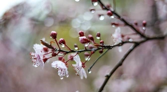 Jaka pogoda na Święta?