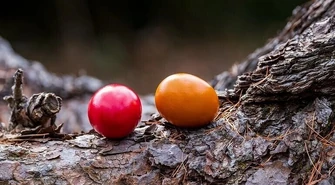 Wielkanocne tradycje na ziemi piotrkowskiej