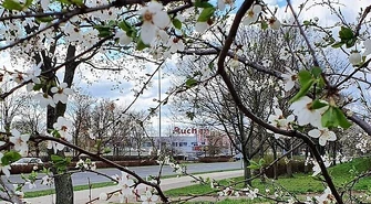 Magnolia, forsycja czy może wiśnia różowa?