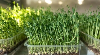 Odbierz sadzonkę za nakrętki