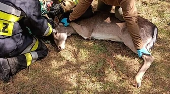 Daniel zaplątał się w siatkę. Pomogli lekarze i strażacy