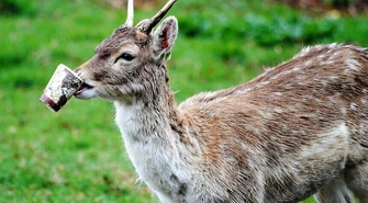 Korzystaj z uroków lasu, ale śmieci zabierz ze sobą