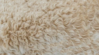 Dywany shaggy &#8211; wady i zalety