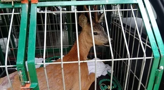 Dzikie zwierzę wbiegło do supermarketu