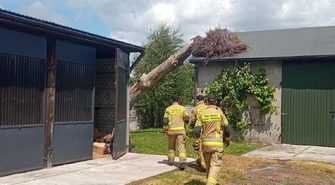 Przewrócone gniazdo. Bociany szukają nowego miejsca