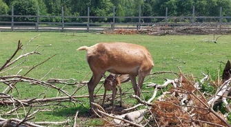 Nowe życie w Osadzie Leśnej!