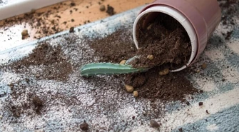 Piotrkowianin zdemolował dom w Bełchatowie