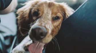 Rozgrzane auto to śmiertelna pułapka!