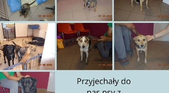 &#1059;&#1082;&#1088;&#1072;&#1111;&#1085;&#1089;&#1100;&#1082;&#1110; &#1089;&#1086;&#1073;&#1072;&#1095;&#1082;&#1080; &#1074; &#1087;&#1088;&#1080;&#1090;&#1091;&#1083;&#1082;&#1091; &#1076;&#1083;&#1103; &#1090;&#1074;&#1072;&#1088;&#1080;&#1085; &#1091; &#1055;&#1100;&#1086;&#1090;&#1088;&#1082;&#1091;&#1074;&#1110;