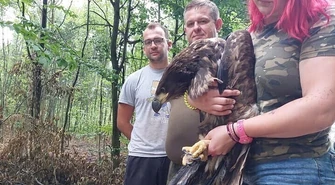 Uratowali orła bielika