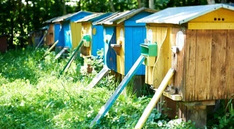 Pszczoła w mieście - powstanie ogród dla owadów