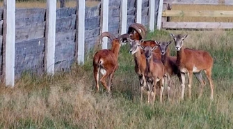 Prezydenckie muflony dojechały do Koła
