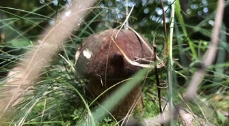 Mieszkańcy regionu zbierają grzyby! (Wasze zdjęcia!)