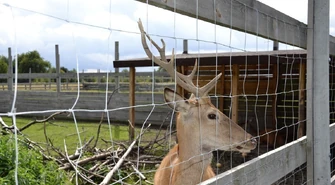 Okazują zwierzętom serce... w sercu lasu (ZDJĘCIA)