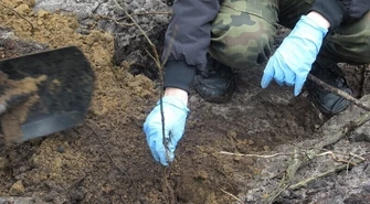 Odbierz darmową sadzonkę od leśników