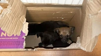 Kto porzucił szczenięta w lesie?