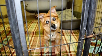 Znajdź przyjaciela na całe życie. Piotrkowskie schronisko zaprasza na Dzień Otwarty