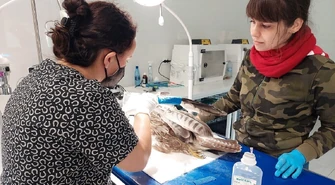 Ratowali rannego myszołowa