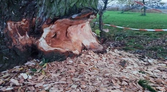 Bobry wyrządzają szkody przy Słoneczku