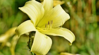 Gatunki lilii, które warto posadzić w ogrodzie