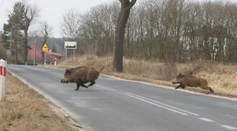 Policjanci apelują: Uważajmy na zwierzęta!