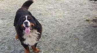 Zimą pamiętajmy także o zwierzętach