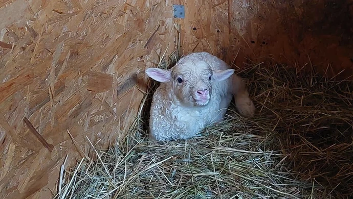 W Osadzie Leśnej urodził się baranek. Zaproponuj dla niego imię!