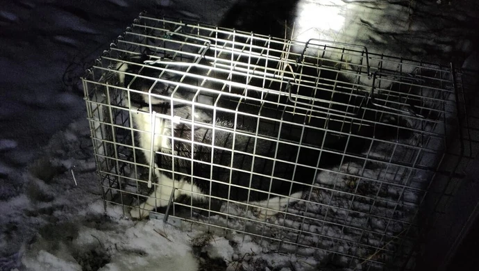 Porzucił kota w lesie na pewną śmierć. Pomogli dobrzy ludzie