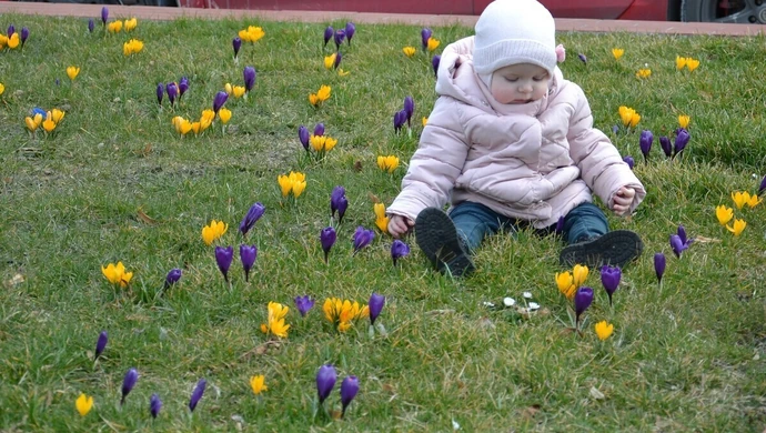 W Piotrkowie zakwitły krokusy. Idzie wiosna?