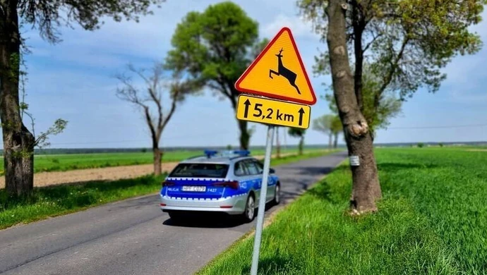 Kierowcy, uważajcie na dzikie zwierzęta