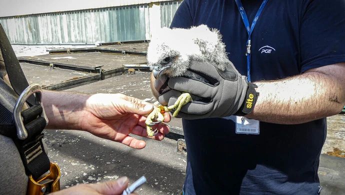 Zaobrączkowali samiczki sokołów wędrownych